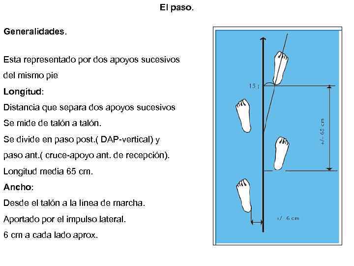 El paso. Generalidades. Esta representado por dos apoyos sucesivos del mismo pie Longitud: Distancia