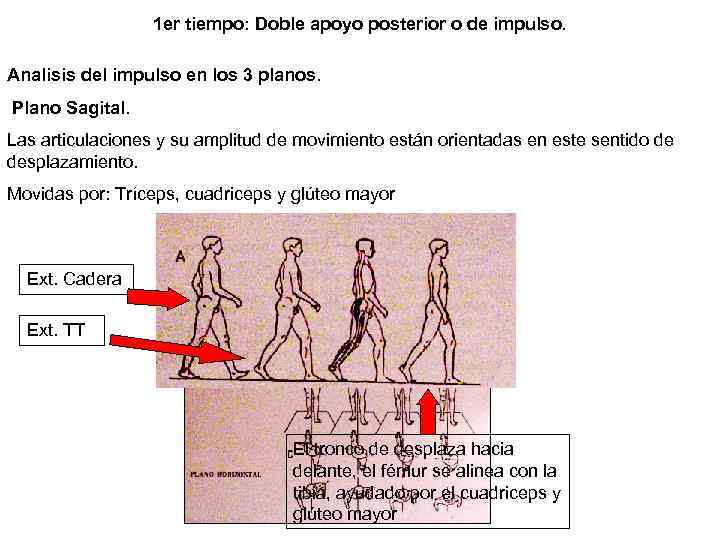 1 er tiempo: Doble apoyo posterior o de impulso. Analisis del impulso en los