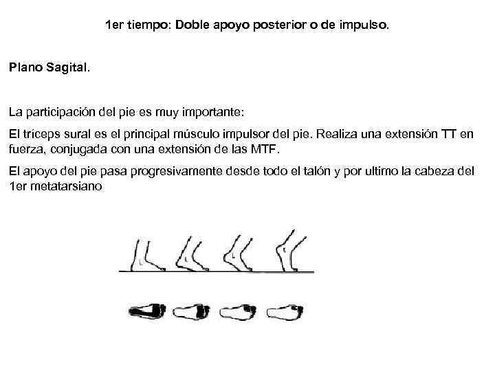 1 er tiempo: Doble apoyo posterior o de impulso. Plano Sagital. La participación del