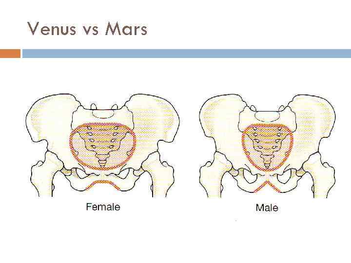 Venus vs Mars 