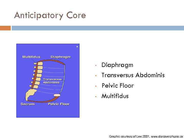 Anticipatory Core * • • Diaphragm Transversus Abdominis Pelvic Floor Multifidus Graphic courtesy of