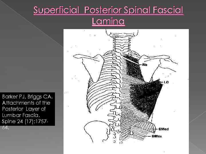 Superficial Posterior Spinal Fascial Lamina Barker PJ, Briggs CA. Attachments of the Posterior Layer