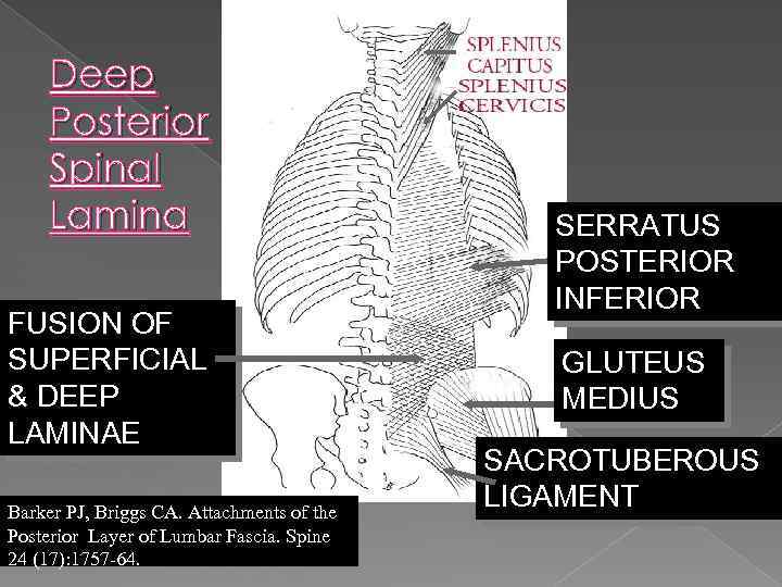 Deep Posterior Spinal Lamina FUSION OF SUPERFICIAL & DEEP LAMINAE Barker PJ, Briggs CA.