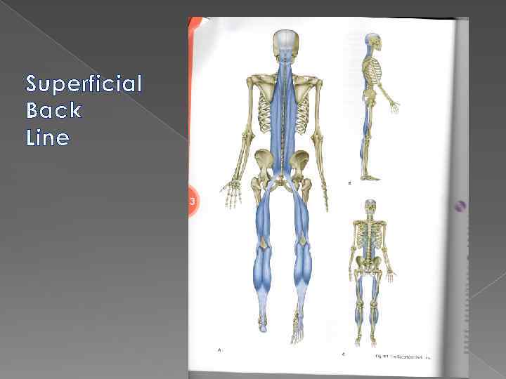 Superficial Back Line 