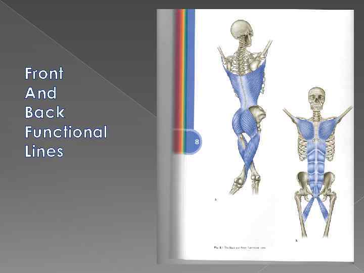 Front And Back Functional Lines 