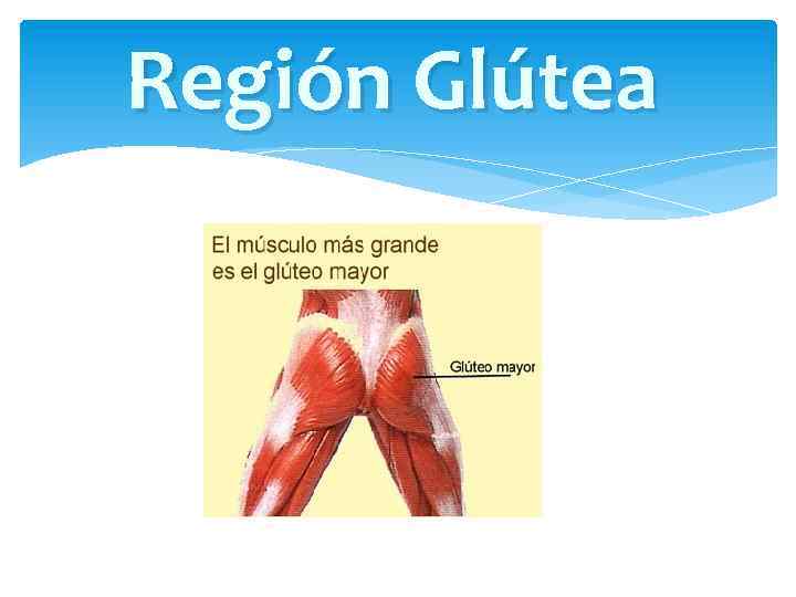 Región Glútea 