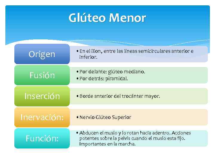 Glúteo Menor Origen • En el ilion, entre las líneas semicirculares anterior e inferior.