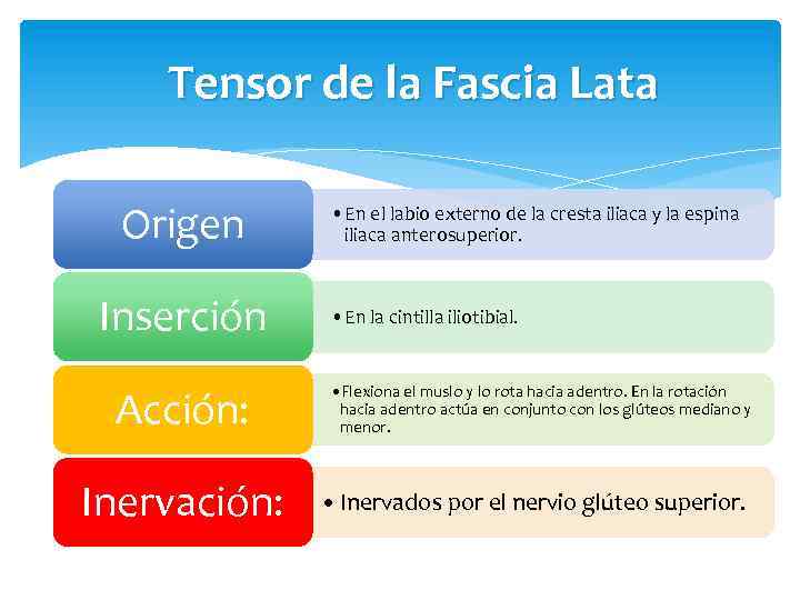 Tensor de la Fascia Lata Origen Inserción Acción: Inervación: • En el labio externo