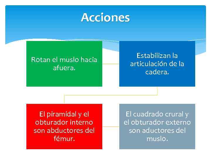 Acciones Rotan el muslo hacia afuera. Estabilizan la articulación de la cadera. El piramidal