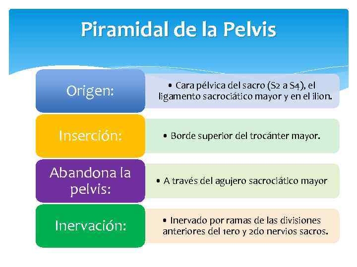 Piramidal de la Pelvis Origen: • Cara pélvica del sacro (S 2 a S