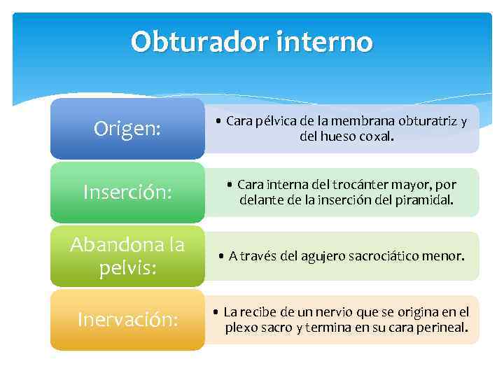 Obturador interno Origen: • Cara pélvica de la membrana obturatriz y del hueso coxal.