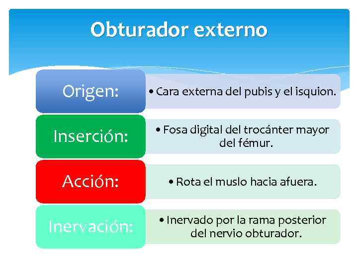 Obturador externo Origen: • Cara externa del pubis y el isquion. Inserción: • Fosa