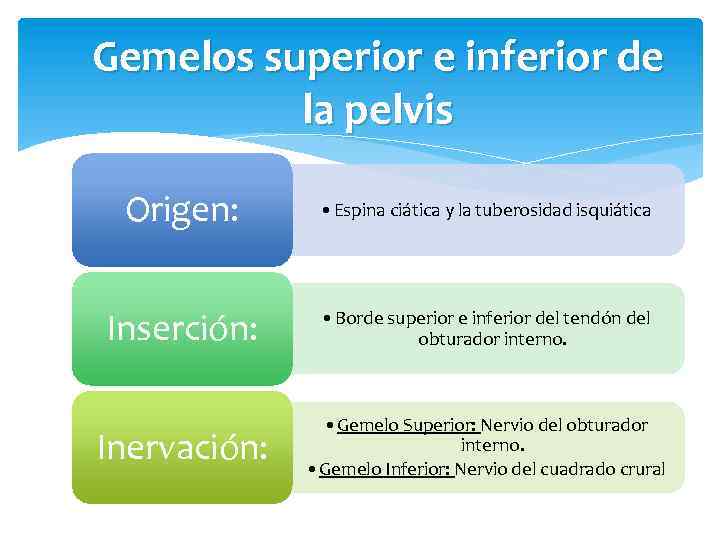 Gemelos superior e inferior de la pelvis Origen: • Espina ciática y la tuberosidad