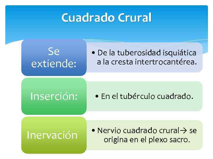 Cuadrado Crural Se extiende: • De la tuberosidad isquiática a la cresta intertrocantérea. Inserción: