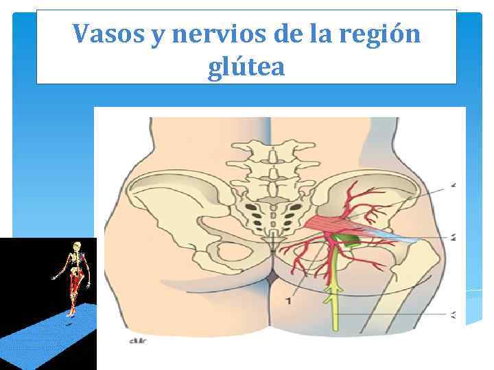 Vasos y nervios de la región glútea 