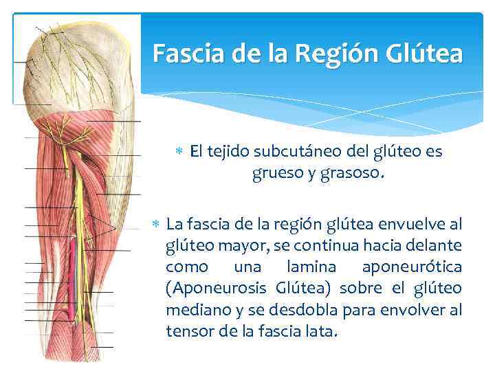 Fascia de la Región Glútea El tejido subcutáneo del glúteo es grueso y grasoso.