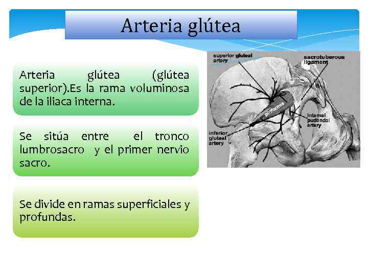 Arteria glútea (glútea superior). Es la rama voluminosa de la iliaca interna. Se sitúa