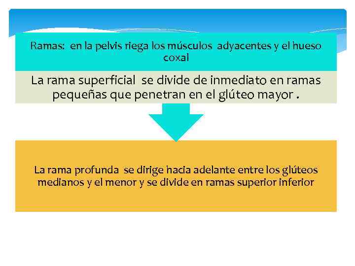 Ramas: en la pelvis riega los músculos adyacentes y el hueso coxal La rama