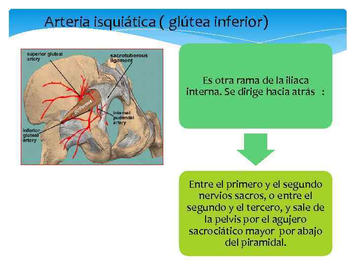 Arteria isquiática ( glútea inferior) Es otra rama de la iliaca interna. Se dirige