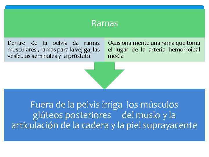 Ramas Dentro de la pelvis da ramas musculares , ramas para la vejiga, las