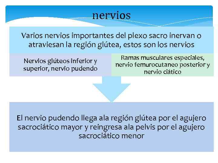 nervios Varios nervios importantes del plexo sacro inervan o atraviesan la región glútea, estos