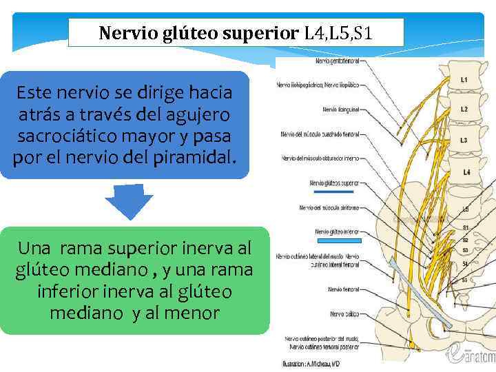 Nervio glúteo superior L 4, L 5, S 1 Este nervio se dirige hacia