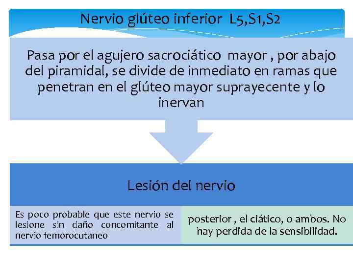 Nervio glúteo inferior L 5, S 1, S 2 Pasa por el agujero sacrociático