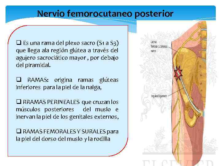 Nervio femorocutaneo posterior q Es una rama del plexo sacro (S 1 a S