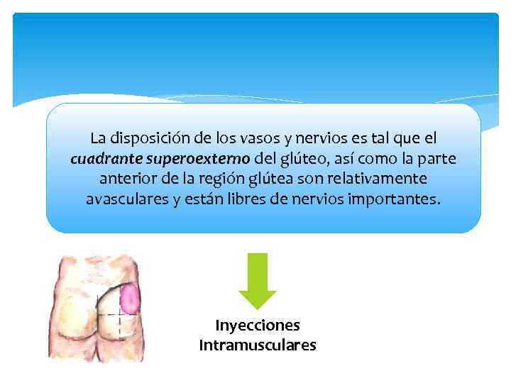 La disposición de los vasos y nervios es tal que el cuadrante superoexterno del