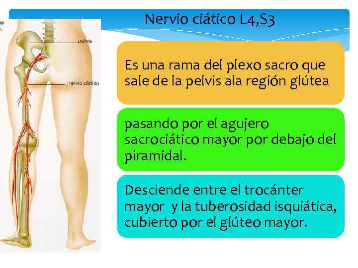 Nervio ciático L 4, S 3 Es una rama del plexo sacro que sale