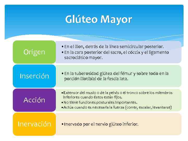 Glúteo Mayor Origen • En el ilion, detrás de la línea semicircular posterior. •