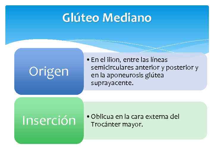 Glúteo Mediano Origen Inserción • En el ilion, entre las líneas semicirculares anterior y