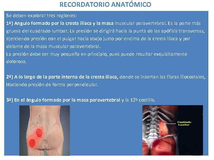 RECORDATORIO ANATÓMICO Se deben explorar tres regiones: 1ª) Angulo formado por la cresta ilíaca
