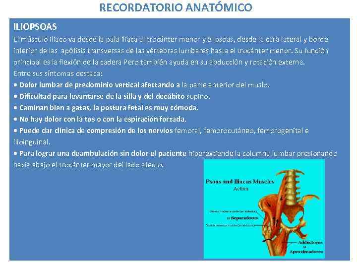 RECORDATORIO ANATÓMICO ILIOPSOAS El músculo iliaco va desde la pala iliaca al trocánter menor