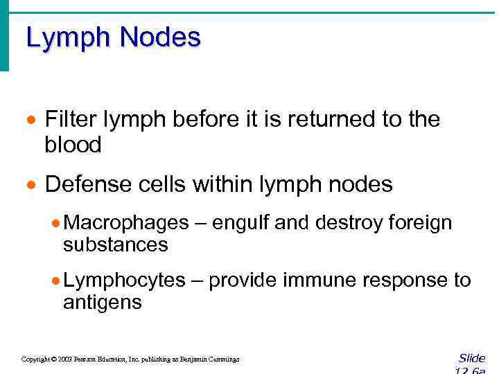 Lymph Nodes · Filter lymph before it is returned to the blood · Defense