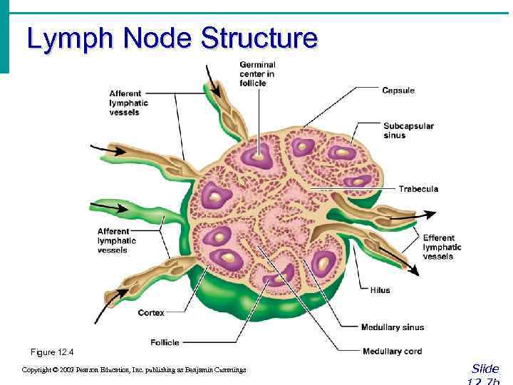 Lymph Node Structure Figure 12. 4 Copyright © 2003 Pearson Education, Inc. publishing as