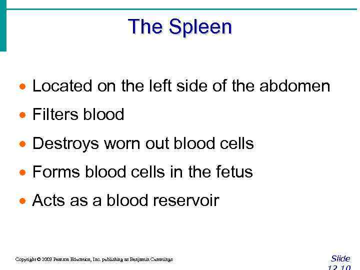 The Spleen · Located on the left side of the abdomen · Filters blood