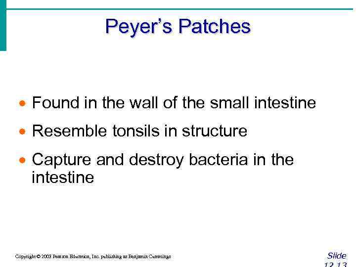 Peyer’s Patches · Found in the wall of the small intestine · Resemble tonsils