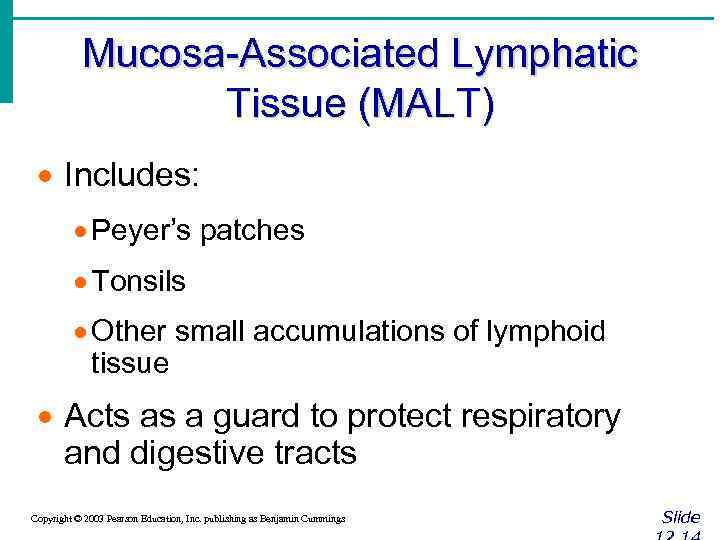 Mucosa-Associated Lymphatic Tissue (MALT) · Includes: · Peyer’s patches · Tonsils · Other small