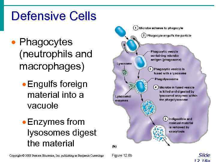Defensive Cells · Phagocytes (neutrophils and macrophages) · Engulfs foreign material into a vacuole