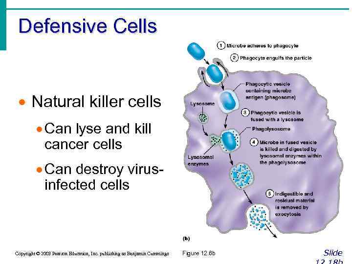 Defensive Cells · Natural killer cells · Can lyse and kill cancer cells ·