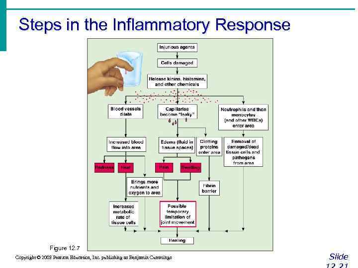 Steps in the Inflammatory Response Figure 12. 7 Copyright © 2003 Pearson Education, Inc.