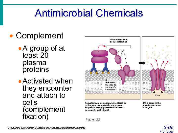 Antimicrobial Chemicals · Complement · A group of at least 20 plasma proteins ·