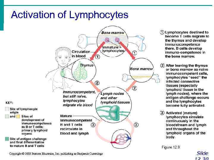 Activation of Lymphocytes Figure 12. 9 Copyright © 2003 Pearson Education, Inc. publishing as