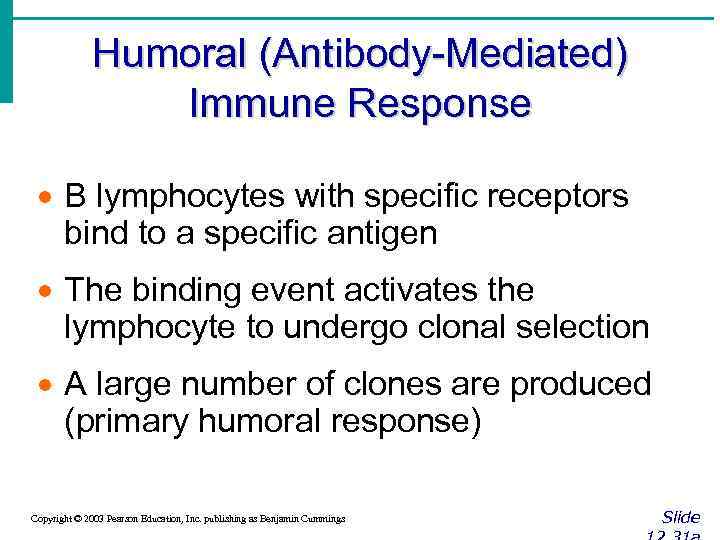 Humoral (Antibody-Mediated) Immune Response · B lymphocytes with specific receptors bind to a specific