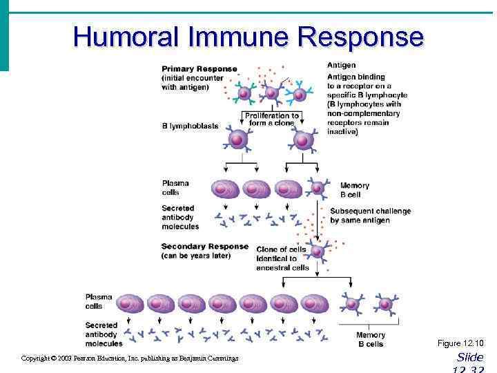Humoral Immune Response Figure 12. 10 Copyright © 2003 Pearson Education, Inc. publishing as