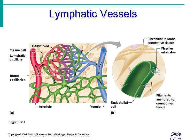 Lymphatic Vessels Figure 12. 1 Copyright © 2003 Pearson Education, Inc. publishing as Benjamin