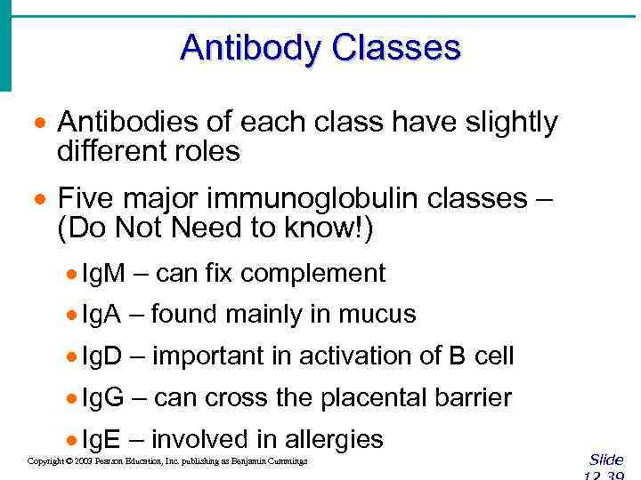 Antibody Classes · Antibodies of each class have slightly different roles · Five major