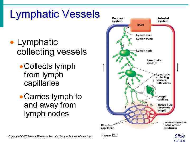Lymphatic Vessels · Lymphatic collecting vessels · Collects lymph from lymph capillaries · Carries
