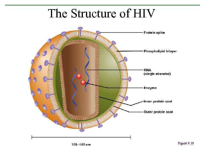 The Structure of HIV Figure 9. 19 